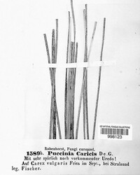 Puccinia caricis image